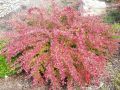 Berberys Thunberga RED CARPET