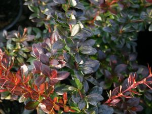 Berberis intermedia RED JEWEL