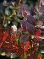 Berberys pośredni RED JEWEL