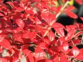 Berberys pośredni RED JEWEL