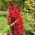 Berberys Thunberga RED ROCKET