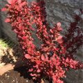 Berberys Thunberga RED ROCKET