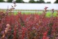 Berberys Thunberga RED ROCKET