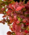 Berberys Thunberga ADMIRATION