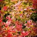 Berberys Thunberga ADMIRATION