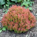 Berberys Thunberga ADMIRATION