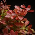 Berberys Thunberga ADMIRATION