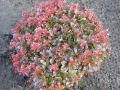 Berberys Thunberga BAGATELLE