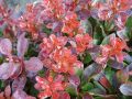 Berberys Thunberga BAGATELLE