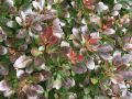 Berberys Thunberga BAGATELLE