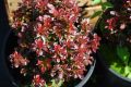 Berberys Thunberga BAGATELLE