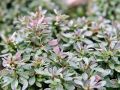 Berberys Thunberga BAGATELLE