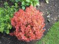 Berberys Thunberga FIREBALL