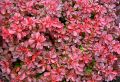 Berberys Thunberga FIREBALL