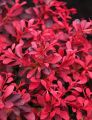 Berberys Thunberga FIREBALL