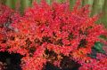 Berberys Thunberga FIREBALL
