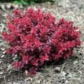 Berberys Thunberga FIREBALL