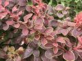 Berberys Thunberga GOLDEN RING