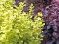 Berberys Thunberga GOLDEN ZWERG
