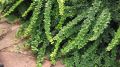 Berberys Thunberga GREEN CARPET