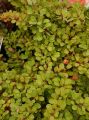 Berberys Thunberga GREEN CARPET