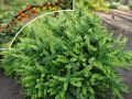 Berberys Thunberga GREEN CARPET
