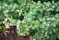 Berberys Thunberga KELLERIS