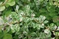 Berberys Thunberga KELLERIS