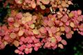 Berberys Thunberga KELLERIS