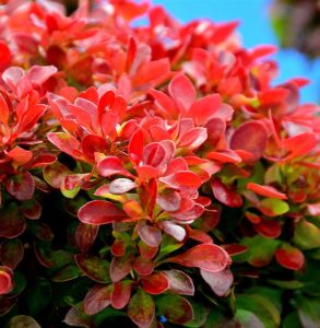 Berberitze Thunbergii ORANGE ICE