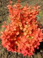 Berberys Thunberga ORANGE ICE