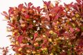 Berberys Thunberga ORANGE ROCKET
