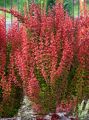 Berberys Thunberga ORANGE ROCKET