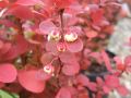 Berberys Thunberga ORANGE ROCKET