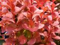 Berberys Thunberga ORANGE ROCKET