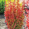 Berberys Thunberga ORANGE ROCKET