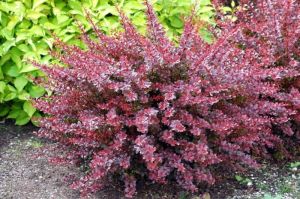 Berberitze RED CHIEF