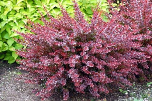 Berberitze RED CHIEF
