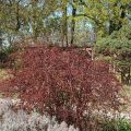 Berberys RED CHIEF