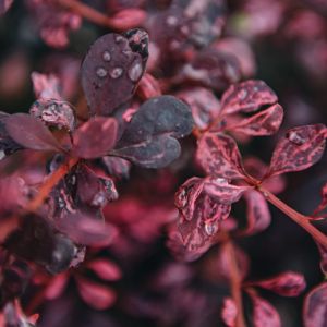 Berberis thunbergii ROSE GLOW