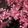 Berberys Thunberga ROSE GLOW