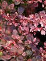 Berberys Thunberga ROSE GLOW