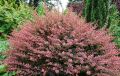 Berberys Thunberga ROSE GLOW