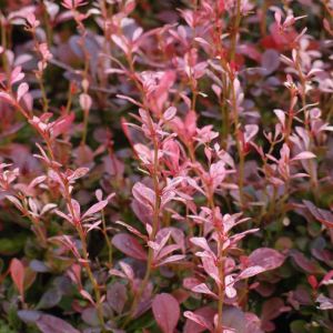 Thunberg-Berberis ROSE ROCKET