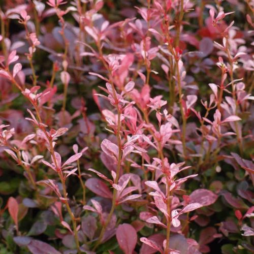 Thunberg-Berberis ROSE ROCKET