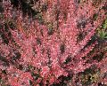 Berberys thunberga ROSE ROCKET