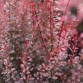 Berberys thunberga ROSE ROCKET