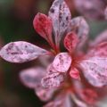 Berberys thunberga ROSE ROCKET