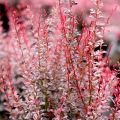 Berberys thunberga ROSE ROCKET