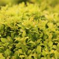 Berberys TINY GOLD